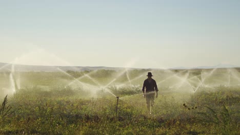 farmer walking in the field while the field is irrigated.