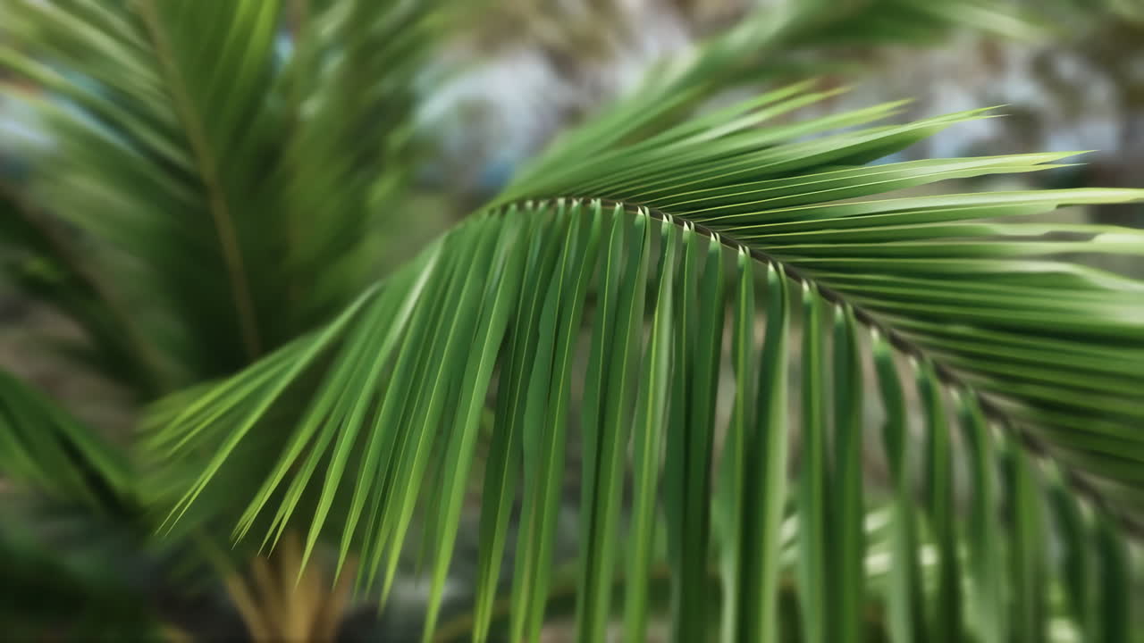 Palm leaf close-up
