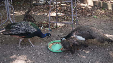 Zoom-in-shot-of-peakcock-family-with-children-eating-outdoors-in-nature-during-sunny-day