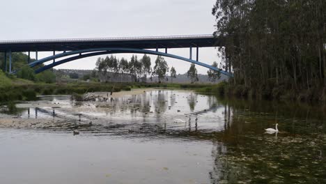 a cinematic view of swans and ducks gliding in a picturesque river with a motorway on a bridge and tree reflections adding to the scenic beauty