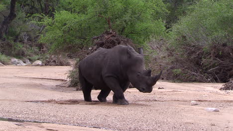 rhino bull struggles to walk through soft sand of wet riverbed