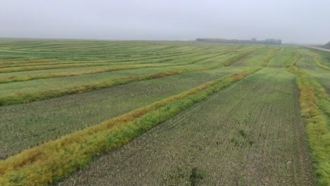 Vuela-Hacia-El-Cielo-Con-Un-Dron,-Con-Un-Dron-En-Campos-De-Trigo-Y-Cereales