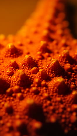 macro view of an orange bumpy texture