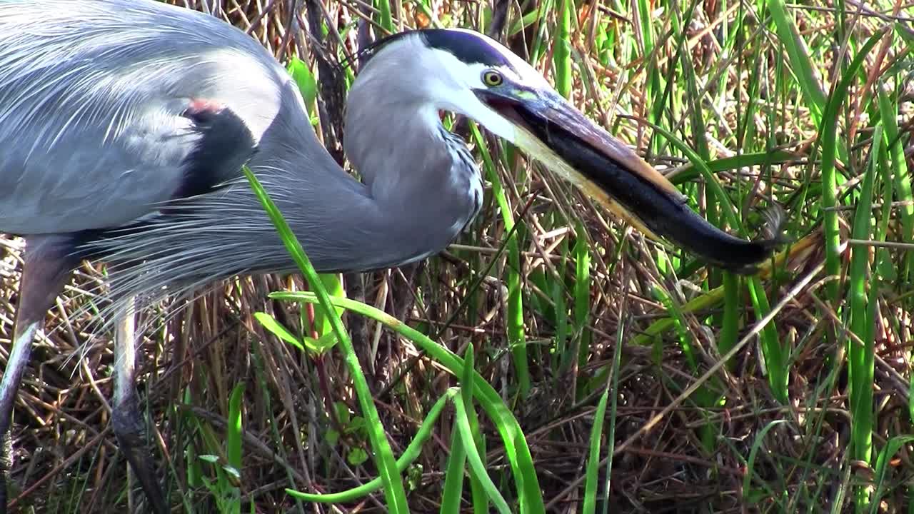Bir Everglades bataklığında balık yakalayıp yiyen bir kuş
