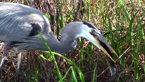 a bird catches and eats a fish in an everglades swamp