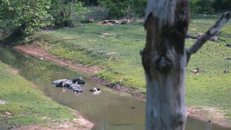 Tiro-Largo-De-Búfalo-De-Agua-Relajándose-En-Un-Arroyo