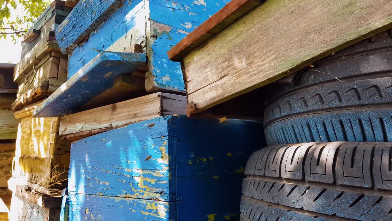 abejas entrando y saliendo de su colmena abandonada