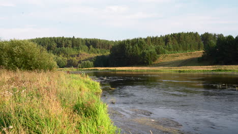 fluss fließt durch eine kiefernwaldlandschaft