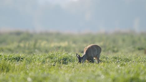 Common-wild-roe-deer-perfect-closeup-on-meadow-pasture-autumn-golden-hour-light