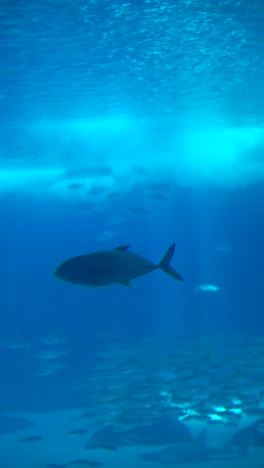 vibrant underwater scene with diverse fish and marine life