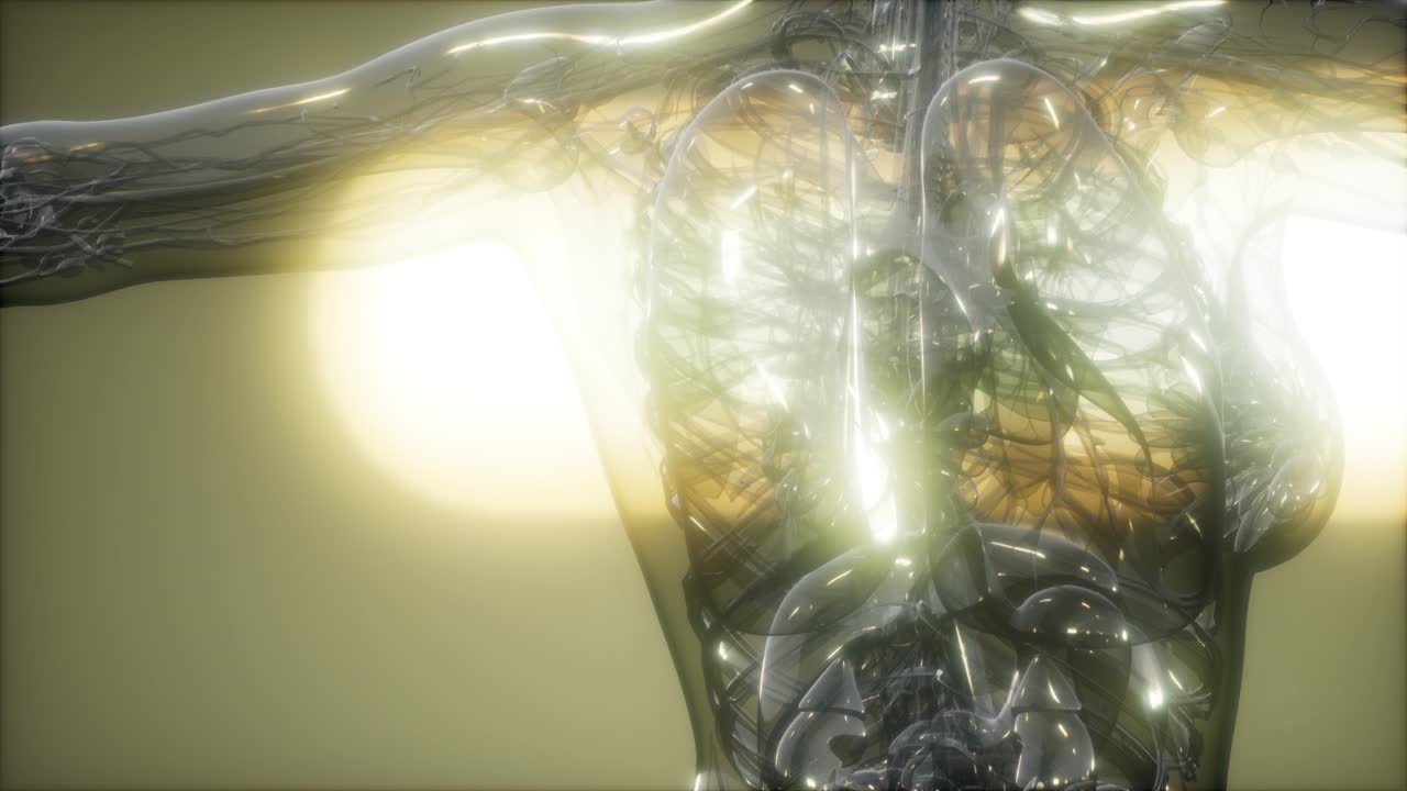 рентгеновское изображение человеческого тела