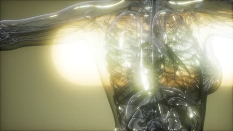 imagen de rayos x del cuerpo humano
