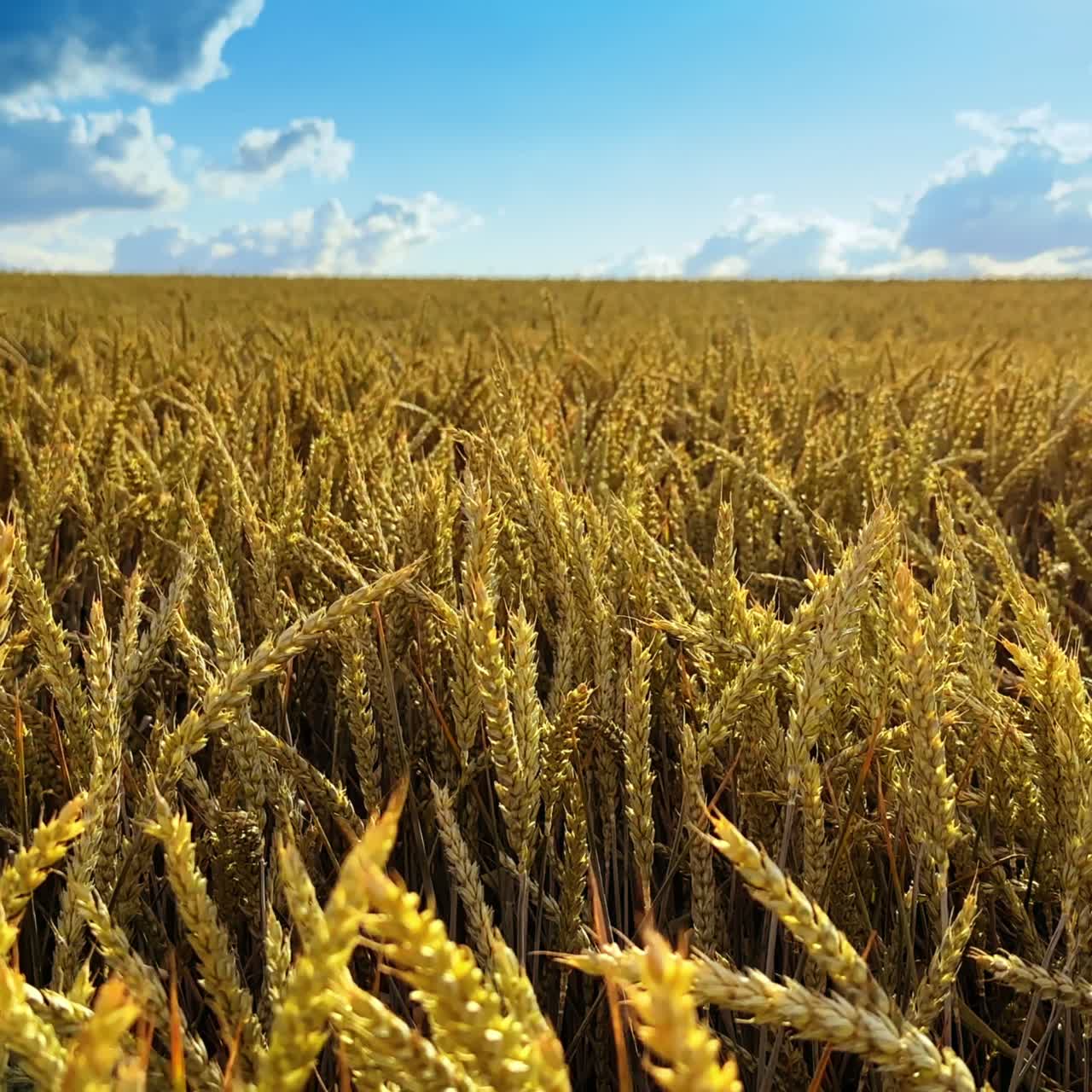 Ripe yellow ears of barley waving in the wind. Agricultural field with corn ready to harvest