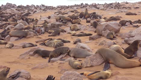 thousands of seals and baby pups gather on an atlantic beach at cape cross seal reserve namibia 5