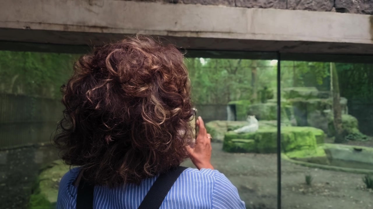 An elderly Latina woman captures a moment of a Bengal tiger through the glass enclosure during her visit to Chapultepec Zoo. This close-up shot shows her from behind as she uses her phone to take a ph