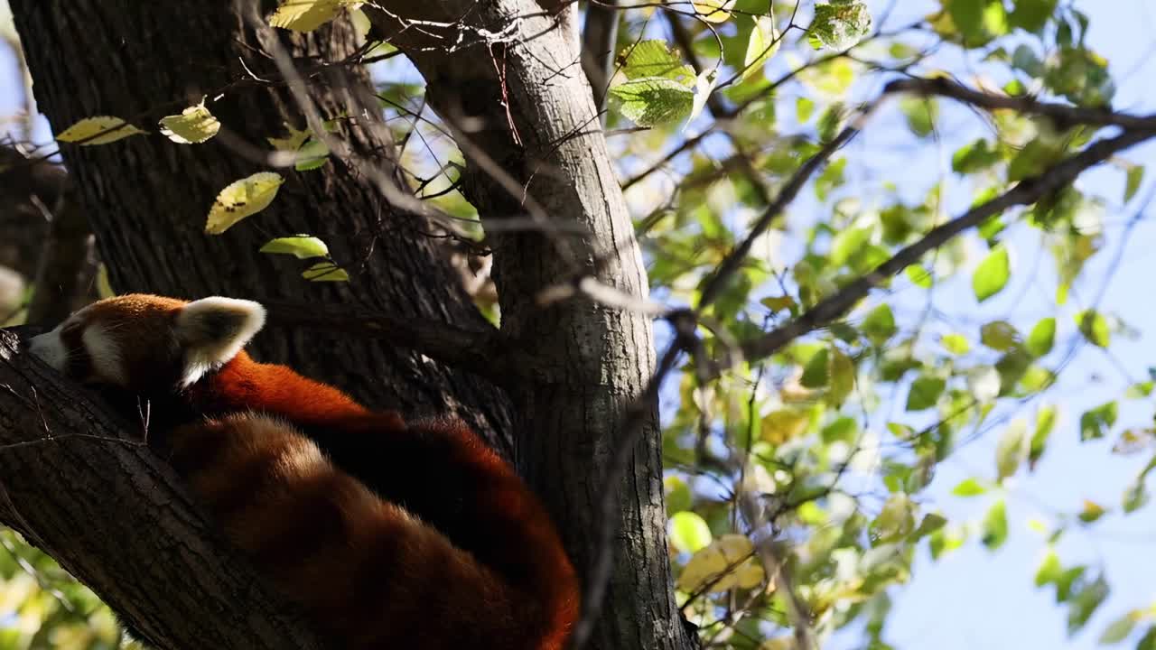 A red panda relaxes on a tree branch surrounded by green leaves under a clear sky.