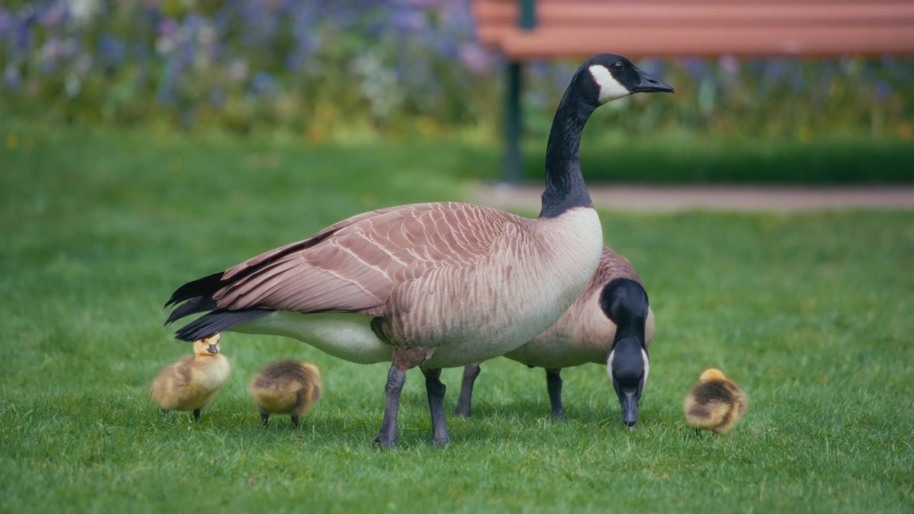 Famiglia di oche canadesi che pascola sull'erba verde in un parco.