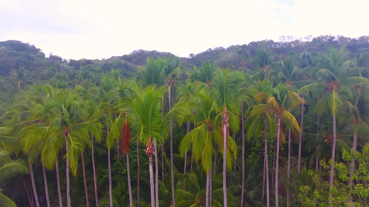 la cima de una palmera verde en una selva próspera a lo largo de la costa con una pequeña aldea insular en la isla de tortuga