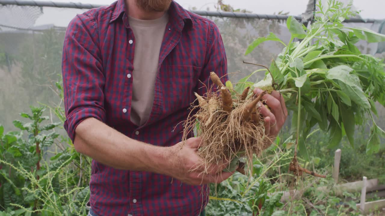 retrato de un hombre caucásico sonriente recogiendo verduras en el invernadero