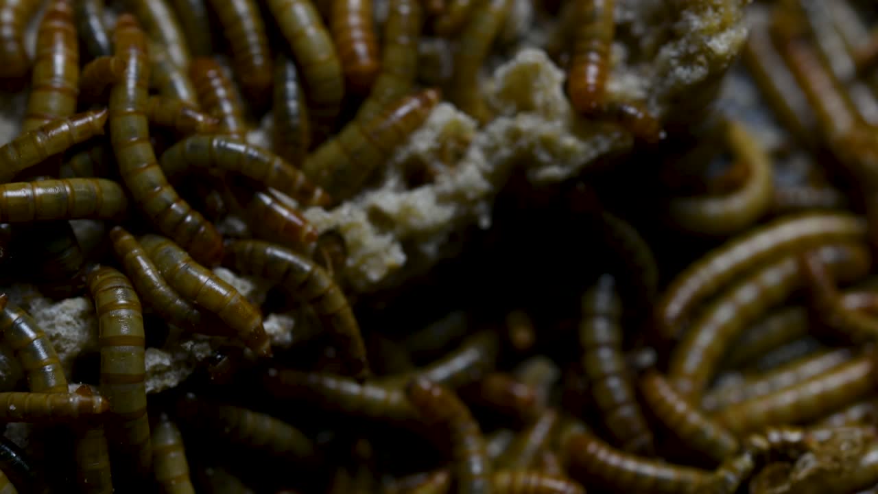 O Tenebrio é uma espécie de besouro Tenebrionidae usado para alimentar animais de estimação como peixes, cobras, pássaros e sapos.