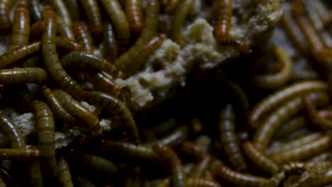 the mealworm is a species of darkling beetle used to feed pets like fish, snakes, birds, and frogs