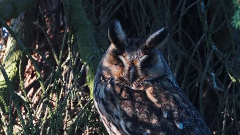 fluffy long eared owl perched on branch with eyes closed