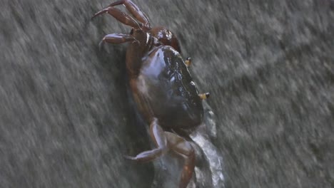 Cangrejo-Encontrando-Comida-En-El-Agua