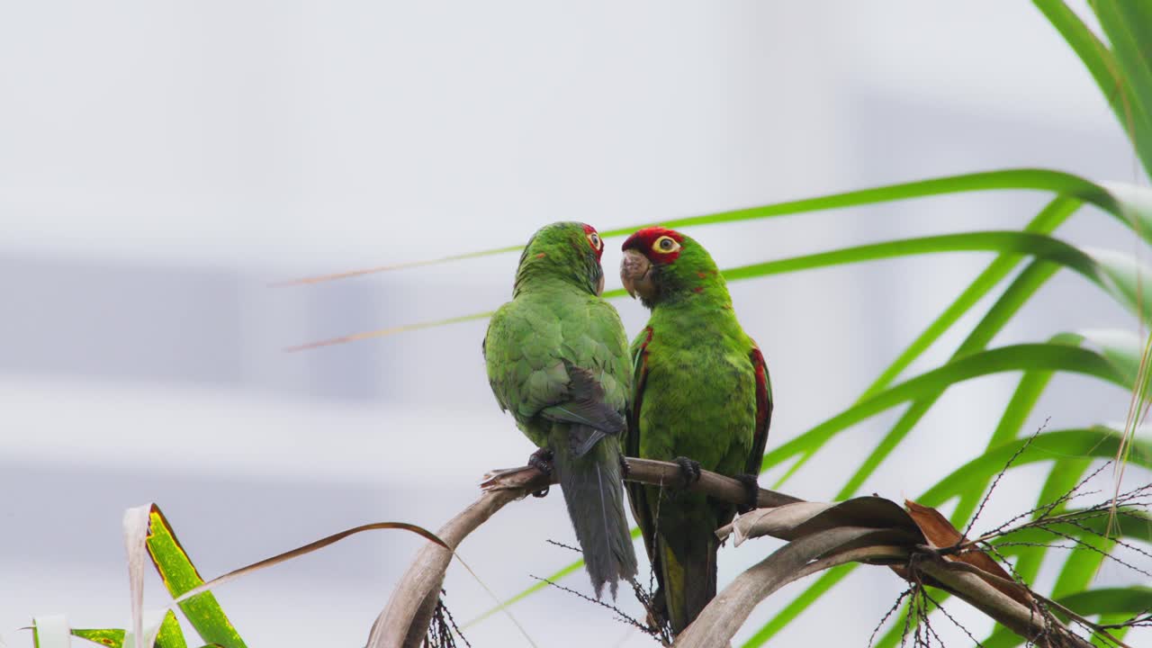 Red-headed parrots perched close, bonding in tropical Miraflores, Lima, Peru
