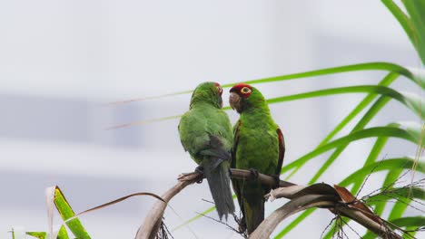 red-headed parrots perched close, bonding in tropical miraflores, lima, peru