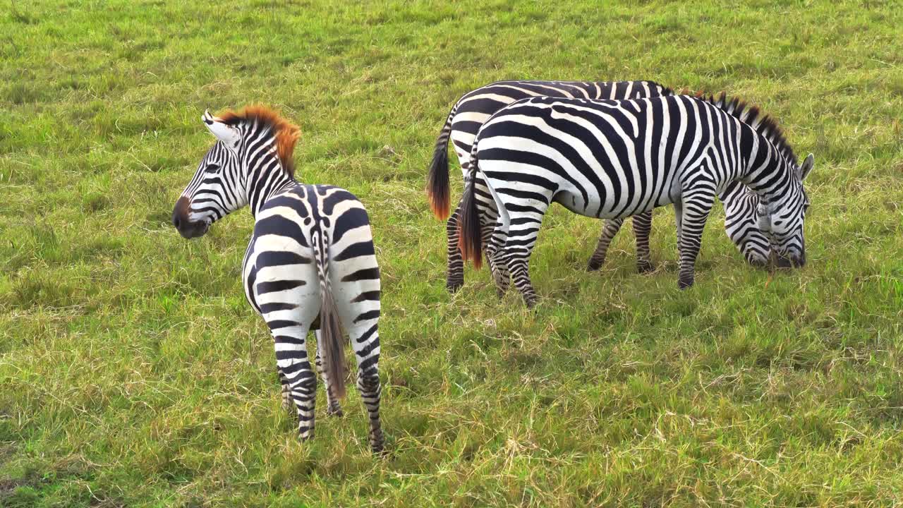 Un primo piano di una zebra dai colori vivaci, che vaga e pascola liberamente attraverso le vaste pianure della savana del cratere di Ngorongoro, Tanzania, catturando la serena fauna selvatica africana e lo scenario di prateria aperta.