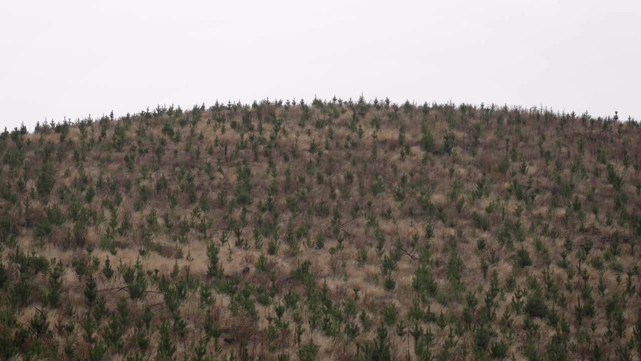 Plantación de pinos en un área regional de Nueva Gales del Sur