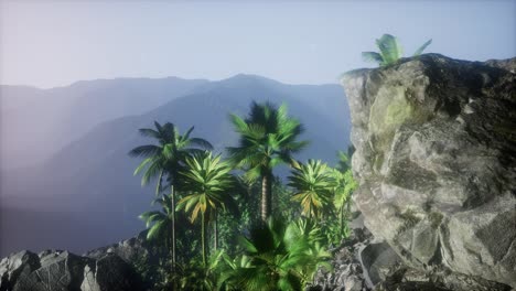 los rayos del atardecer a través de las palmeras