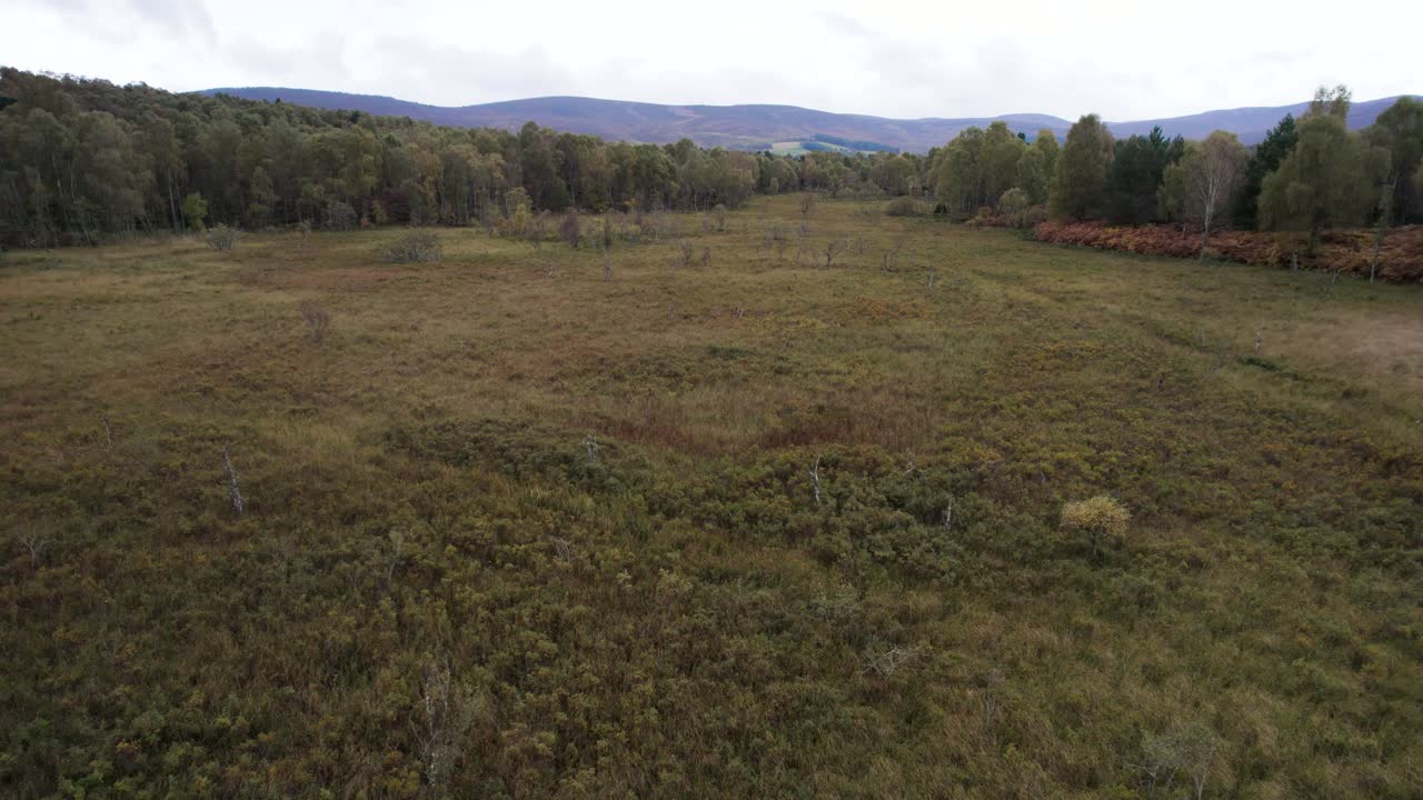 imágenes aéreas de drones que vuelan hacia arriba para revelar un hábitat diverso de turberas y musgo sphagnum, árboles forestales nativos, bosques y páramos en loch kinord, muir of dinnet reserva natural nacional, escocia
