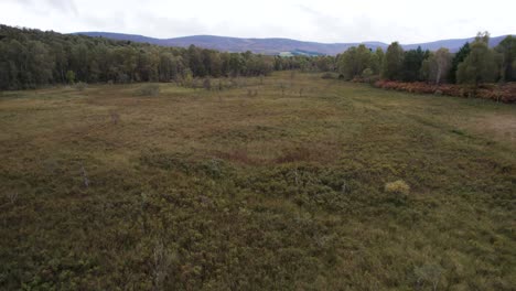 Imágenes-Aéreas-De-Drones-Que-Vuelan-Hacia-Arriba-Para-Revelar-Un-Hábitat-Diverso-De-Turberas-Y-Musgo-Sphagnum,-árboles-Forestales-Nativos,-Bosques-Y-Páramos-En-Loch-Kinord,-Muir-Of-Dinnet-Reserva-Natural-Nacional,-Escocia