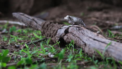 southern foam-nest tree frog sleeping on dead tree trunk on forest ground