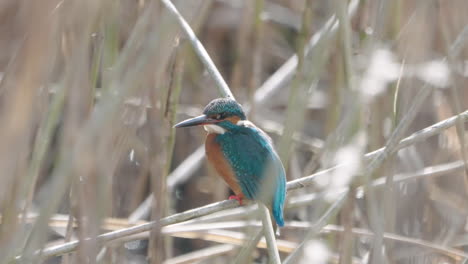 a close-up shot with shallow depth of field of a common kingfisher hiding in the bush and then fly away in tokyo, japan