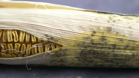 close-up of moldy corn cob with husk
