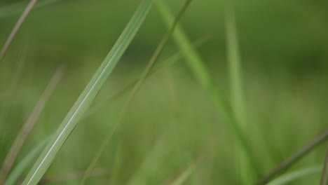 A-perennial-grass-native-to-tropical-and-subtropical-Asia-and-also-introduced-to-several-countries