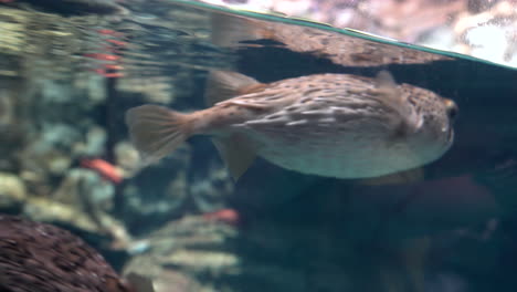 Japan-Osaka-Aquarium-KAIYUKAN,-close-up-viewing-for-Pufferfish-free-swimming-and-leave-the-camera
