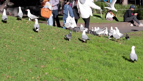 birds and people interacting in a park