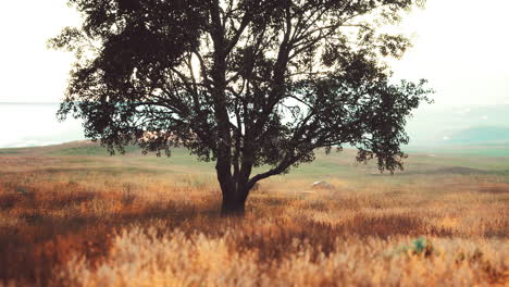 dark autumn tree and the yellow grass field