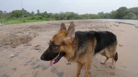 portrait-of-german-shepherd-dog-standing-on-the