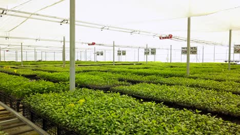 disparos de drones de árboles frutales cultivados en un gran invernadero
