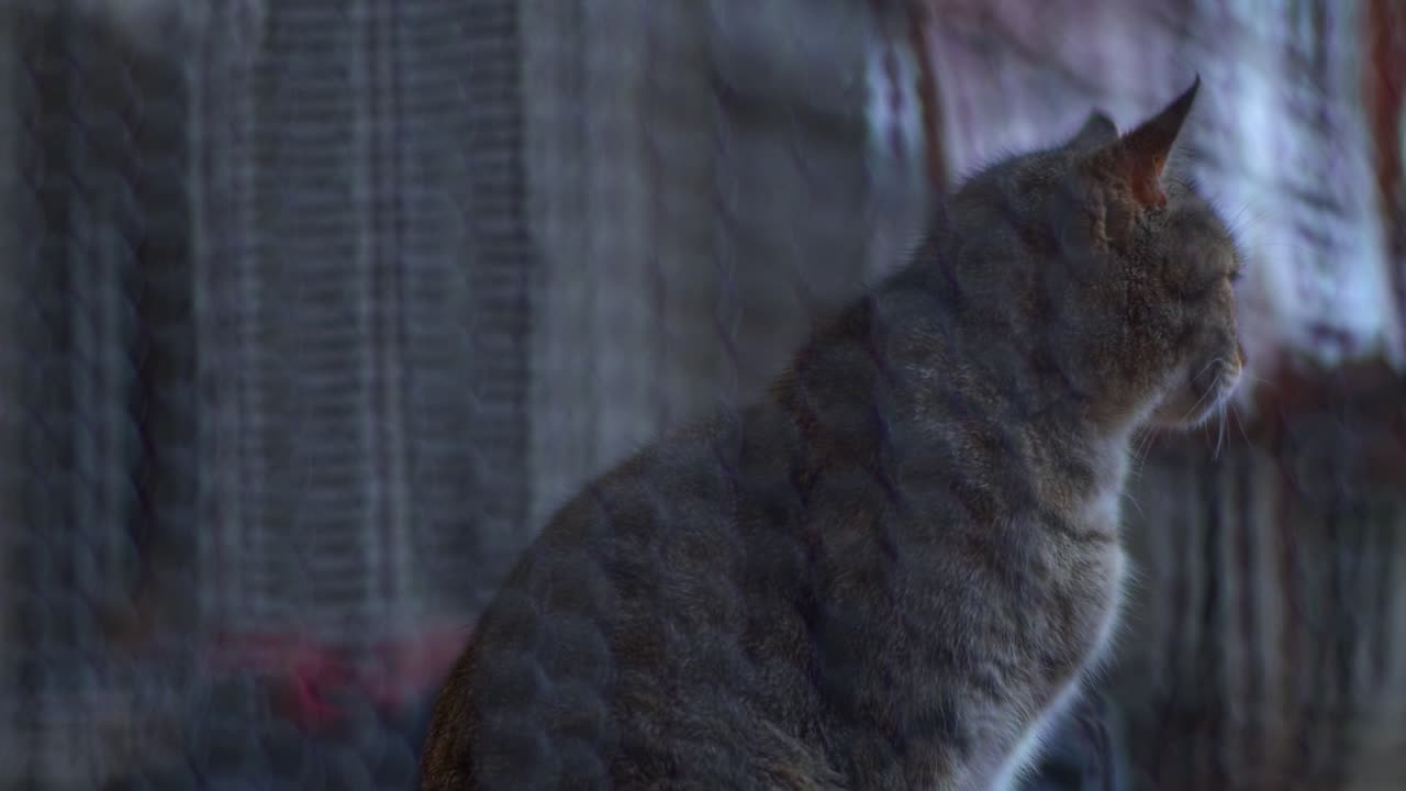 집 고양이가 문 옆에 서 있다