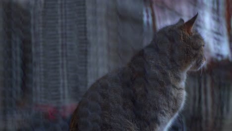 domestic cat standing by the door