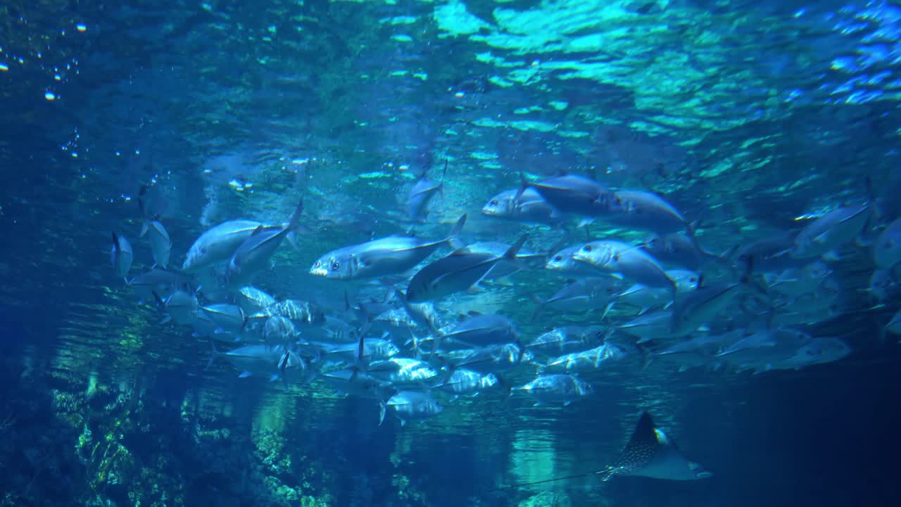 ⁇  트레벌리 (pseudocaranx dentex) 는 열대 지역과 따뜻한 온대 지역에서 널리 분포하는 카랑기데아과에 속하는 잭이다.