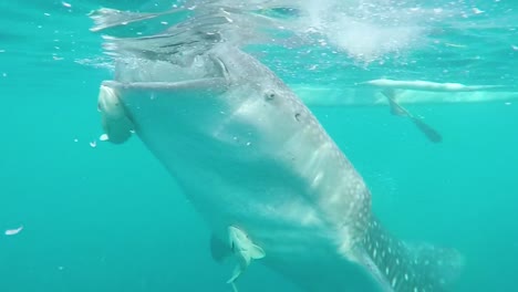 a breaching whale shark feeding in the waters of the philippines