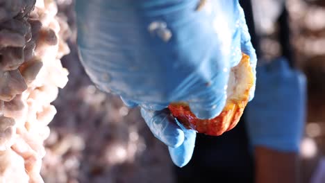 Vertical-Shot-Of-Gloved-Hands-Removing-Pulp-From-Cacao-Pod