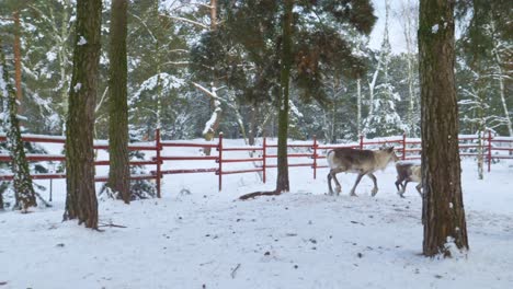 Männliches-Rentier,-Das-Ein-Weibliches-Rentier-In-Einem-Verschneiten-Wald-Bestieg