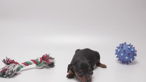 sleepy black colored miniature pinschers puppy cannot choose between toys, white background